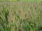Preview: Pennisetum alopecuroides "Hameln" - (Niedriges Lampenputzergras "Hameln"),